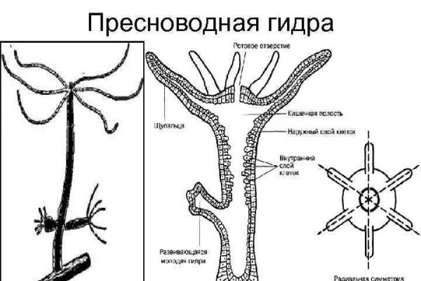 Кракен zerkalo pw